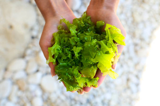 Disappearing Packaging Made From Seaweed And Plants