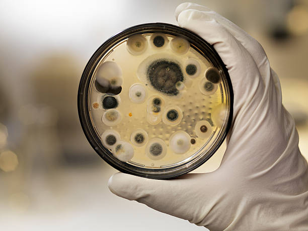 Finns Finally Fabricate Fungus Fodder