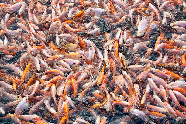 New Apps Tackle World’s Fishing Sustainability