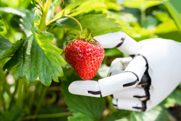 Robots Cut Strawberry Pesticides in Strawberry Farming